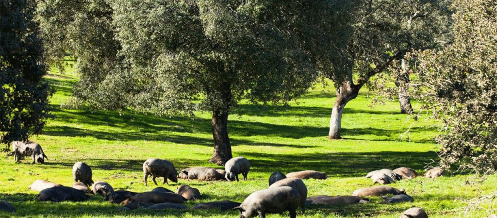 Spanish ham is a friend of environmental sustainability.